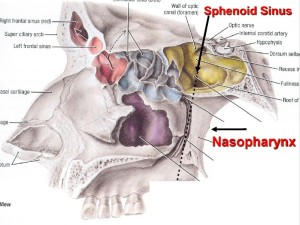 05- Base of skull